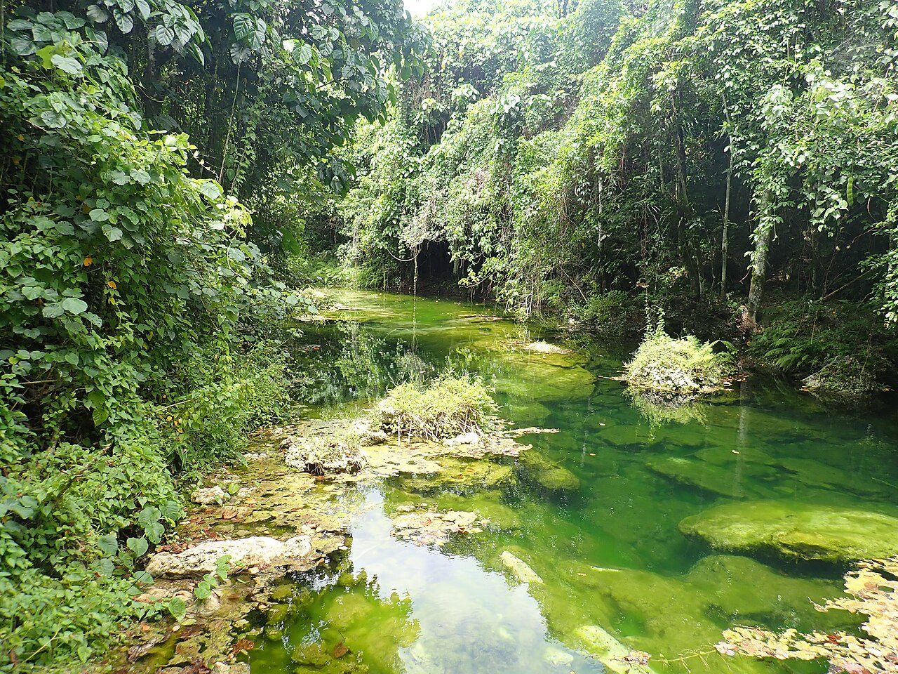 Green pools and tropical vegetation along a river, Vanuatu