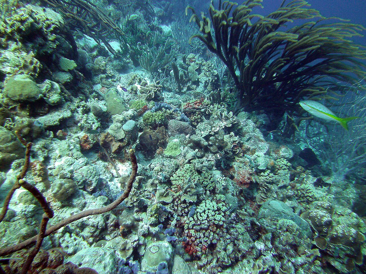 Mixed corals on a reef in Bonaire
