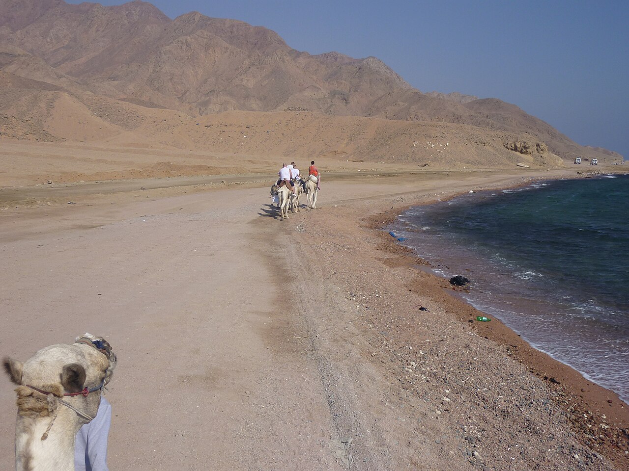 A camel caravan following a sandy track along the coast near Dahab, with the sea on one side