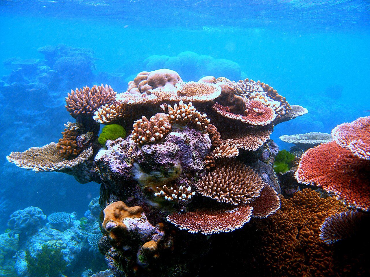 A coral outcrop made up of many kinds of coral