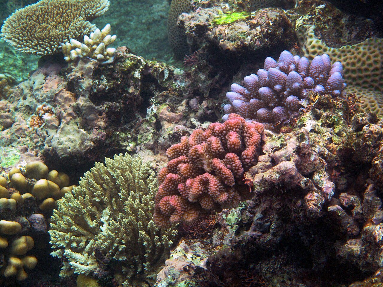 Corals of varied shapes and colors on a reef in the Great Barrier Reef