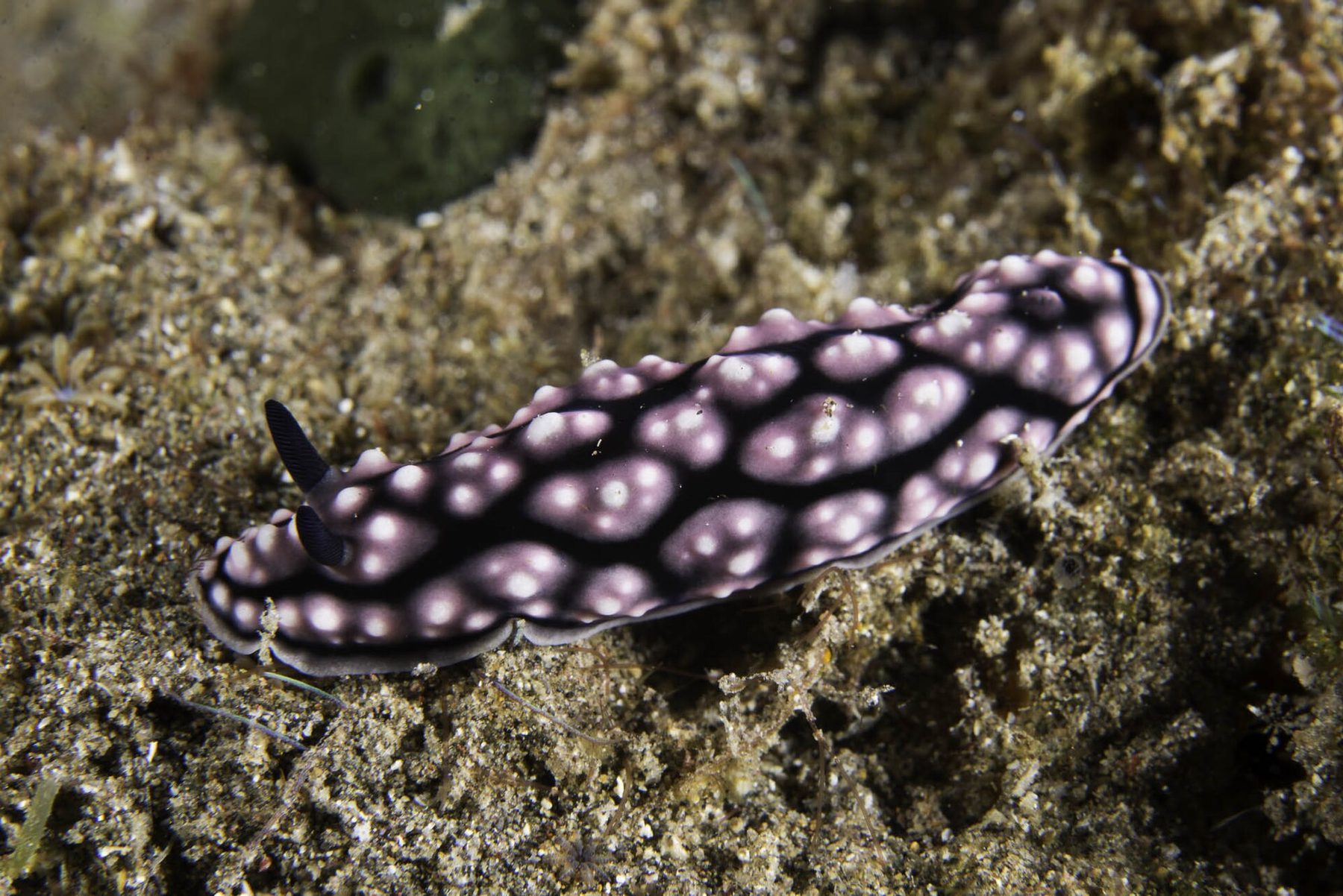 A dark nudibranch with pale raised pustules and black rhinophores crawling across a sponge-covered rock