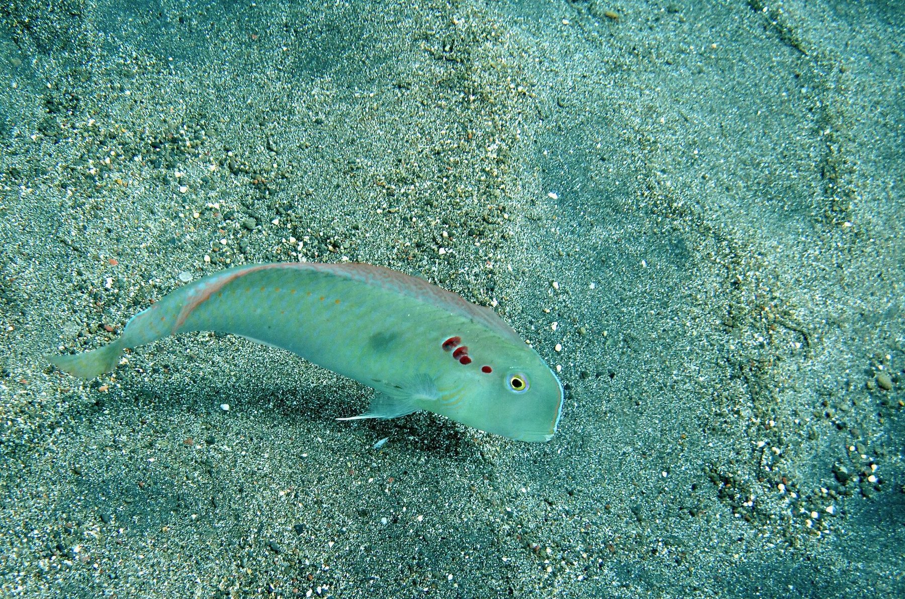 A slender, pale fivefinger razorfish hovering nose-down over sand and low coral in clear blue water