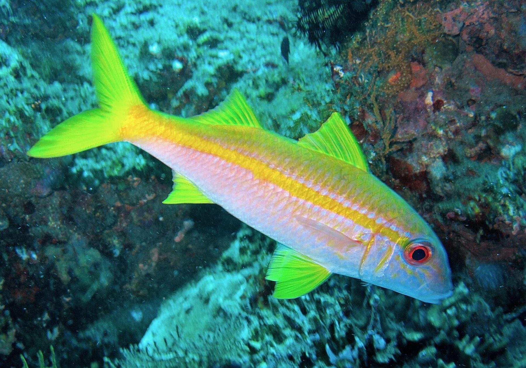 A dense school of yellow-striped goatfish turning together above coral on a steep reef slope