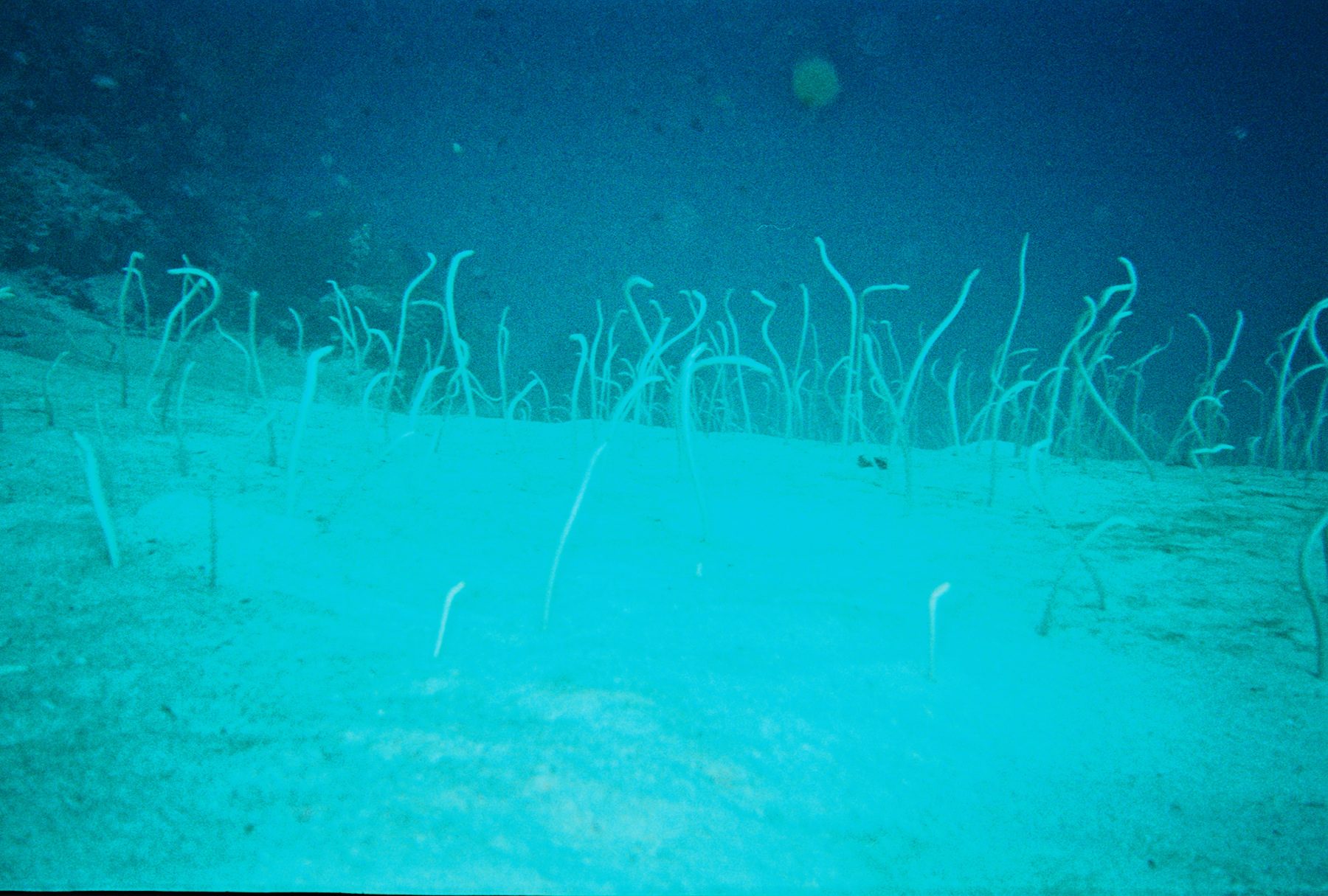 A colony of garden eels rising out of pale sand under water, bodies curved into the current
