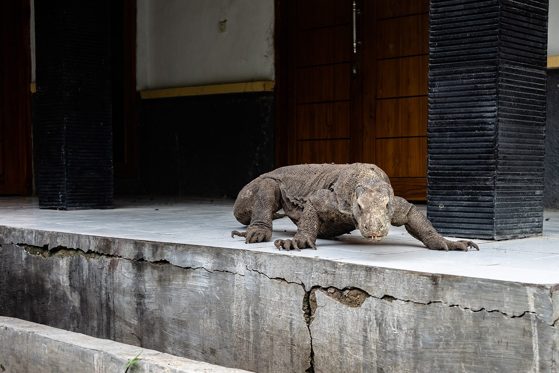 A Komodo dragon walking across dry ground on Rinca Island, head turned to one side and tail trailing behind