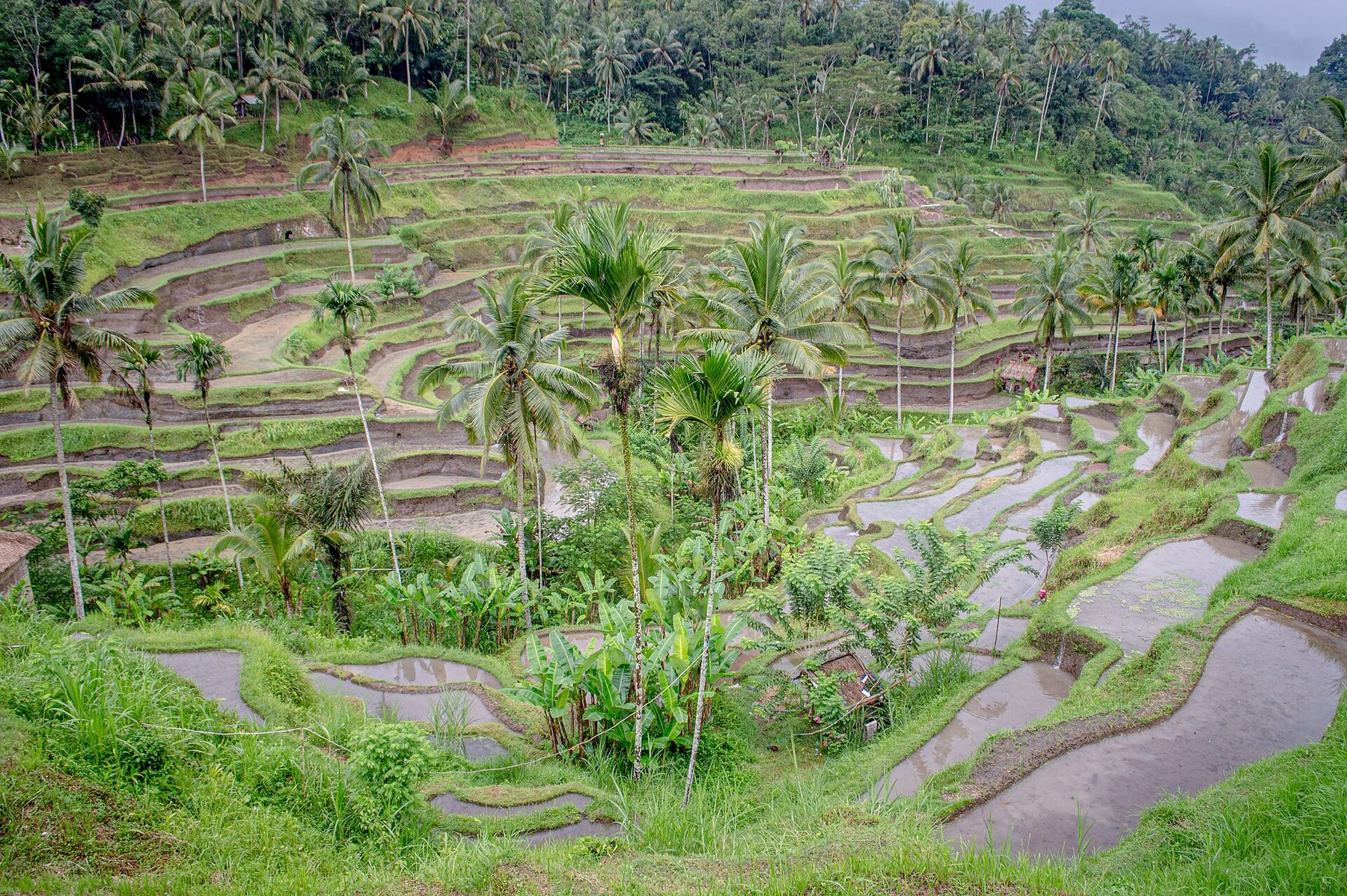 Steep green rice terraces cut into a valley side near Ubud, with palms along the ridge above them