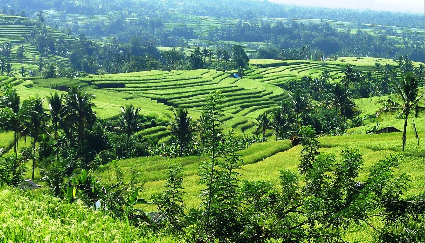 Broad green rice terraces stepping down a wide open valley at Jatiluwih, with forested ridges rising behind them