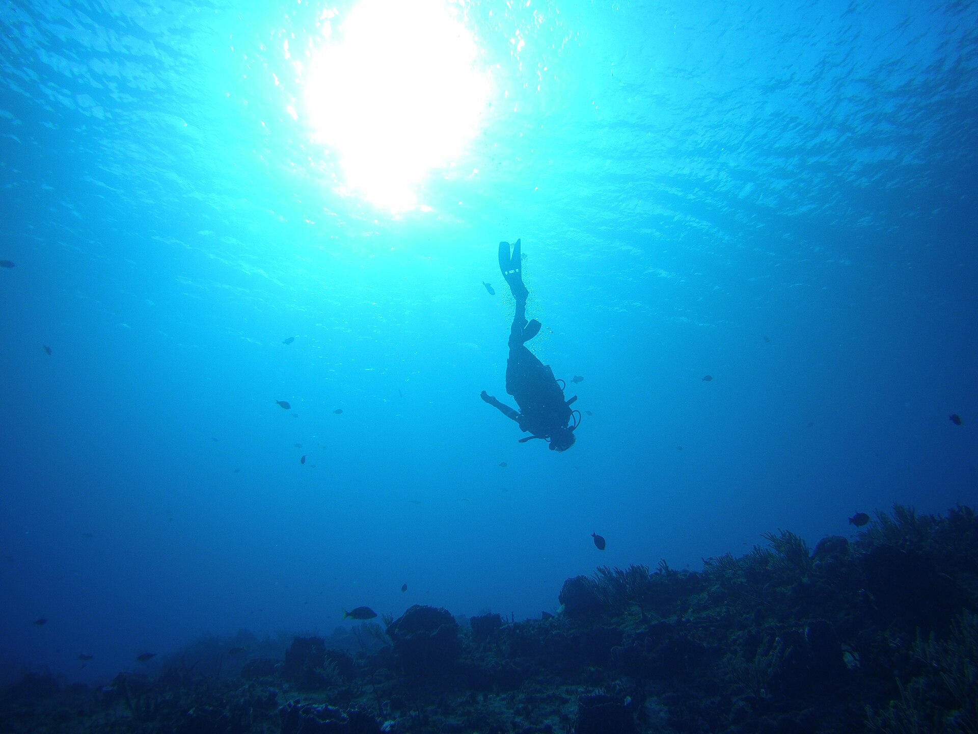 A scuba diver hangs above a coral reef in deep blue water at the Palancar Gardens dive site, Cozumel