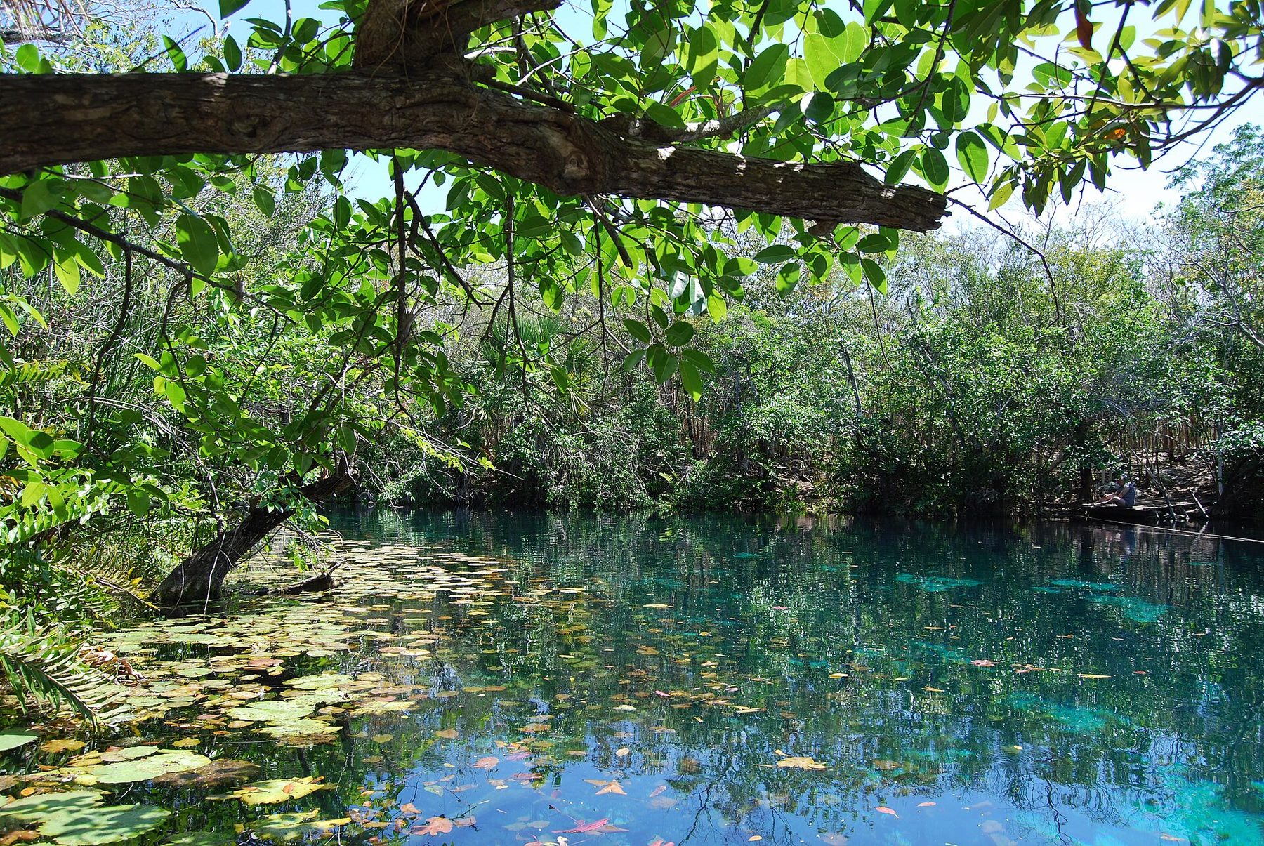 An open cenote pool at Cenote Car Wash ringed by jungle, with lily pads across the near water and clear turquoise water beyond