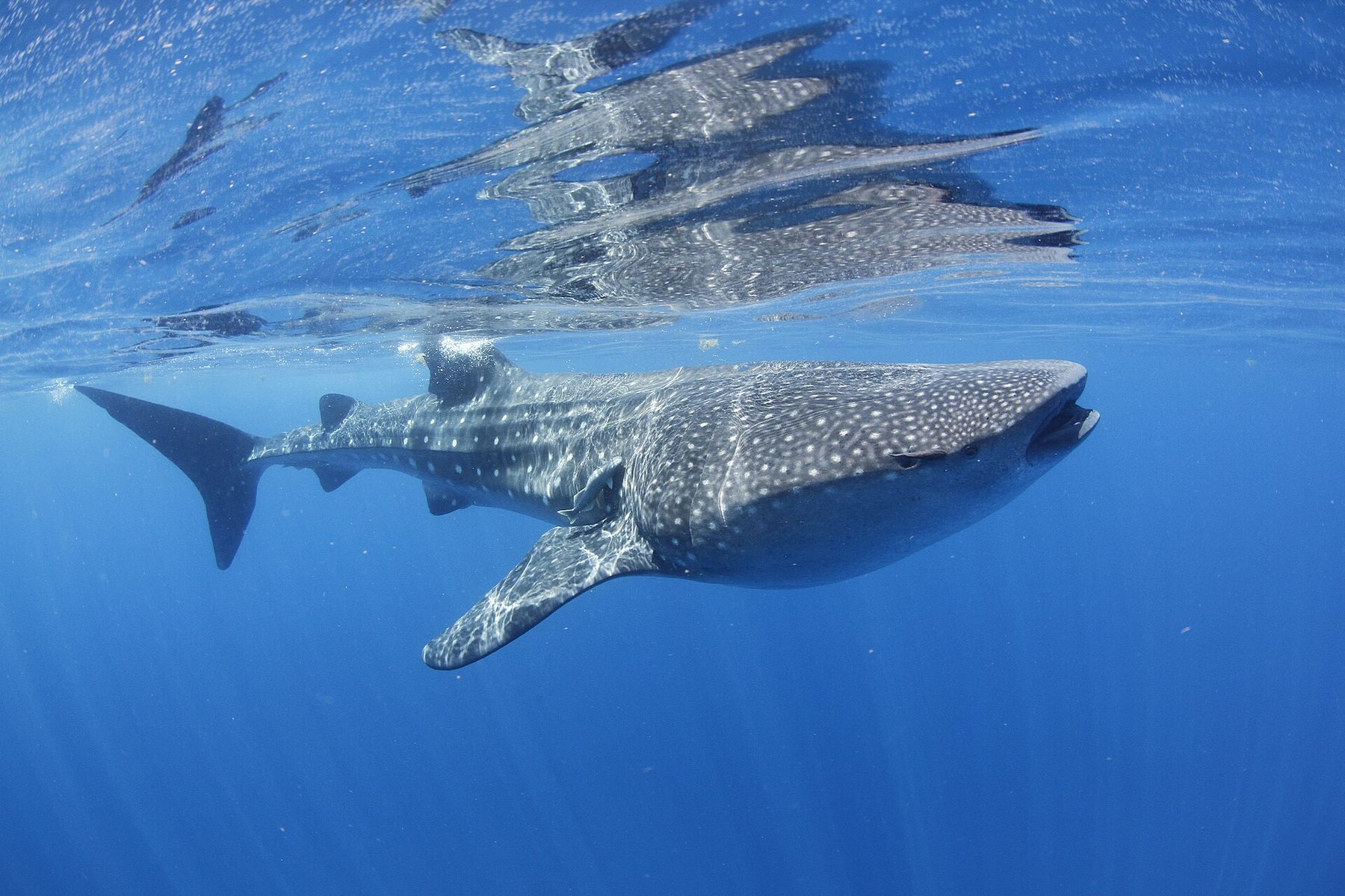 A whale shark swimming just below the surface in open blue water, its spotted back and wide head filling the frame