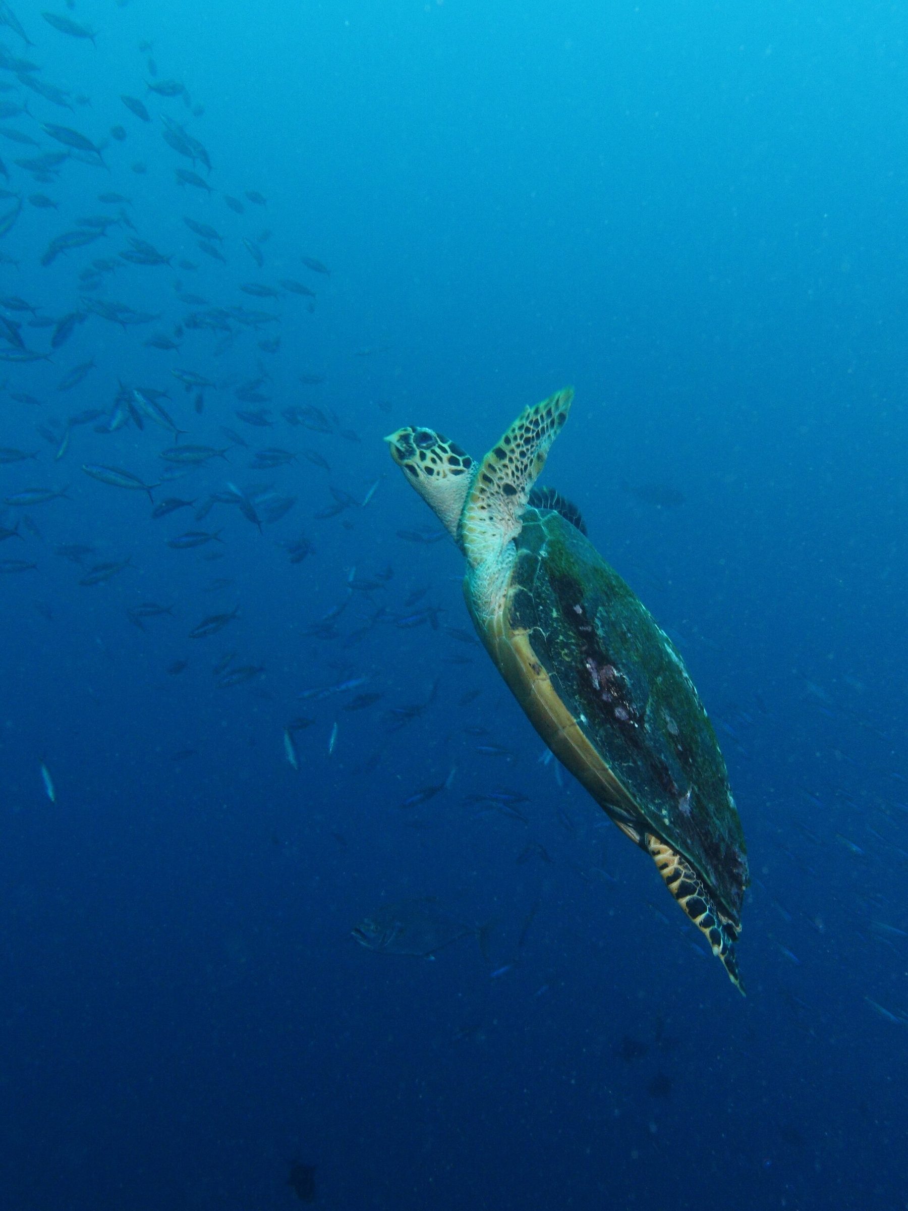 A green sea turtle rests against hard coral on a steep reef slope in clear blue water