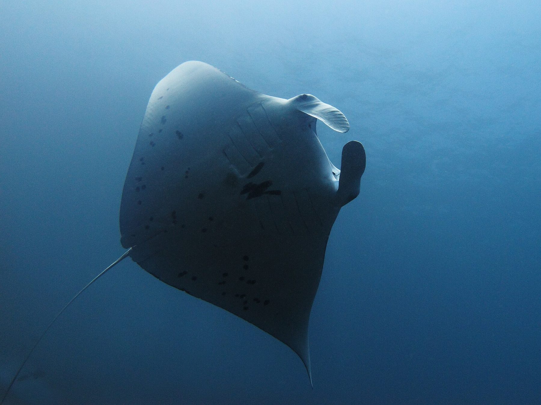 A reef manta ray gliding above a rocky reef in clear blue water, seen from below with its wings spread