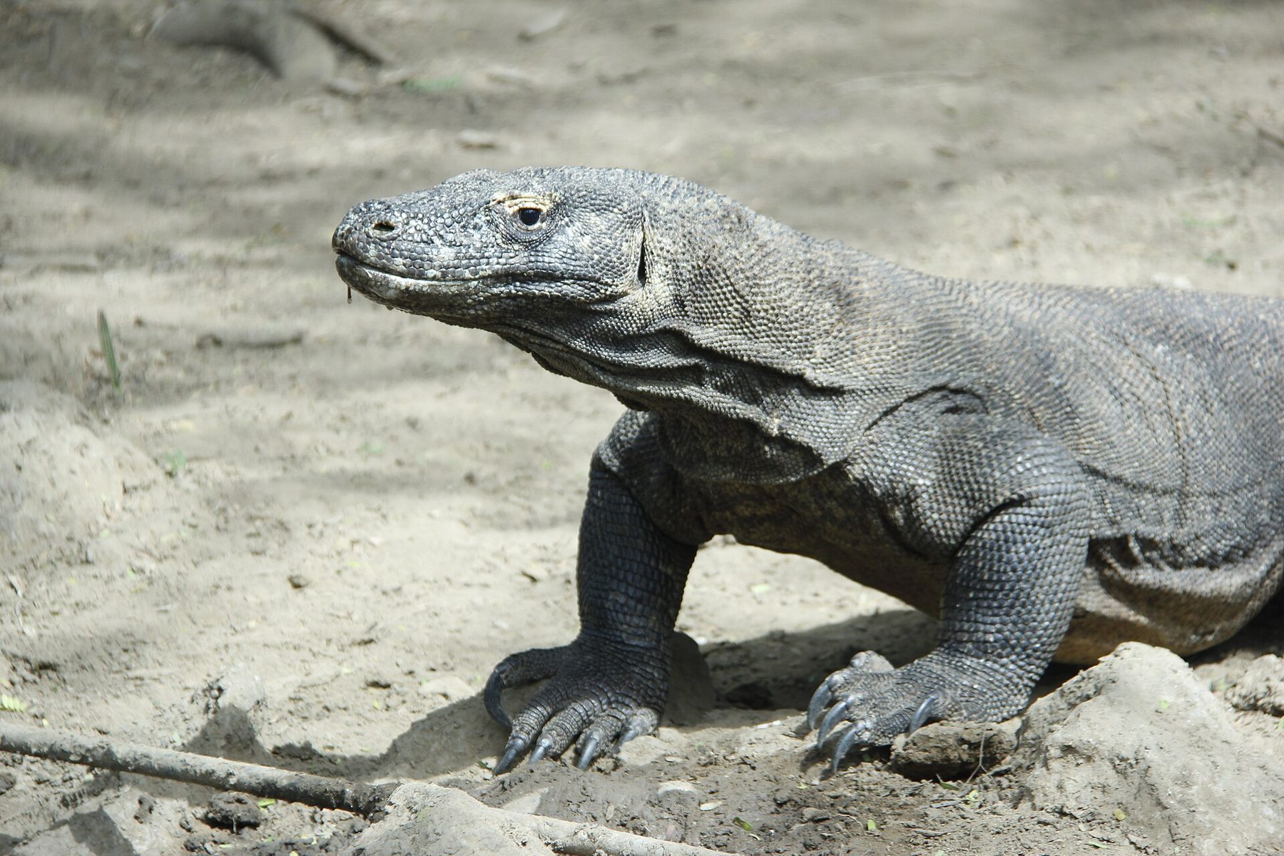 A Komodo dragon standing on dry ground with its head raised and tongue out, photographed in Komodo National Park