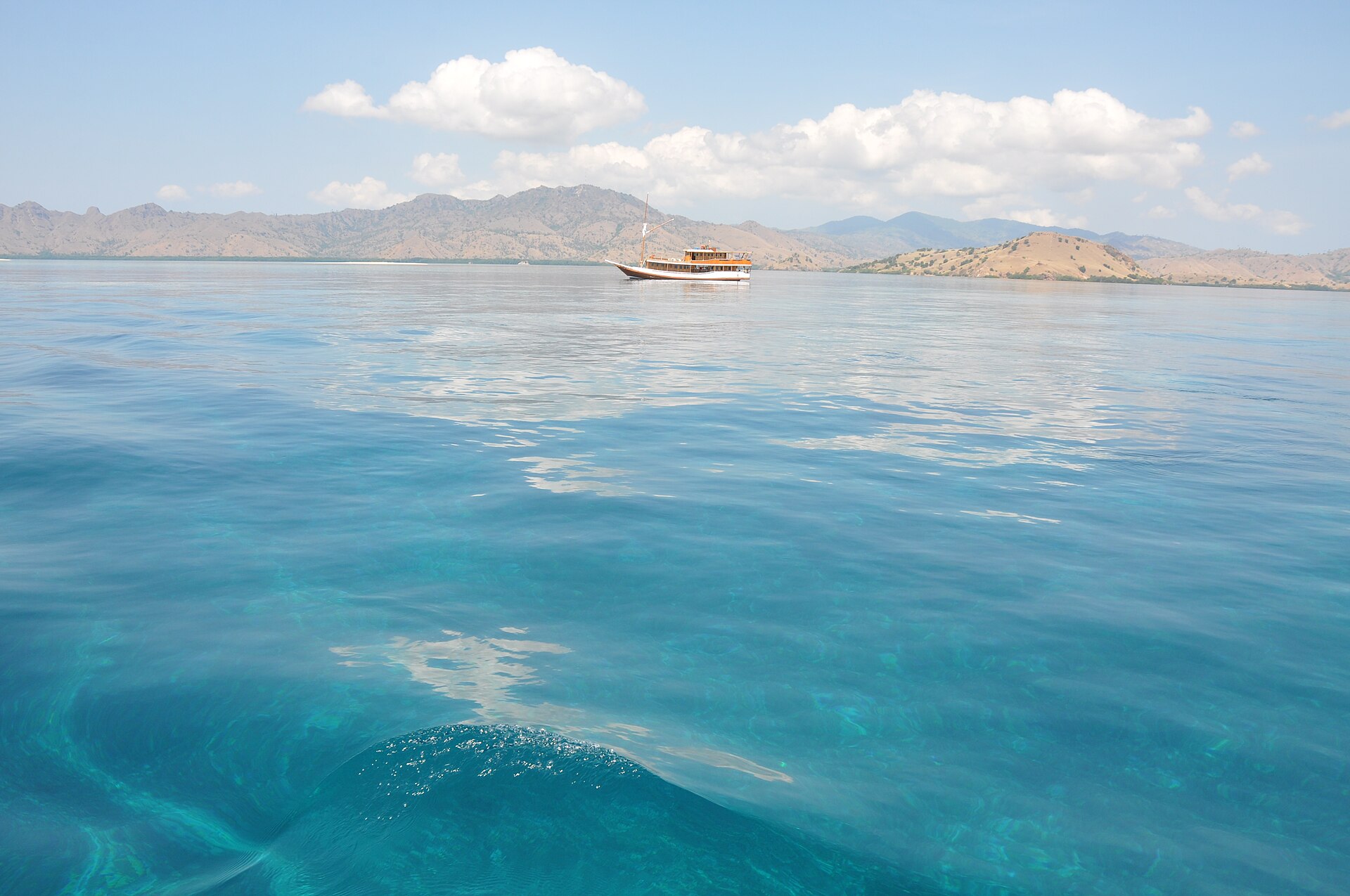 A snorkeller swims in clear shallow water above a sandy seabed where rays and a turtle are feeding