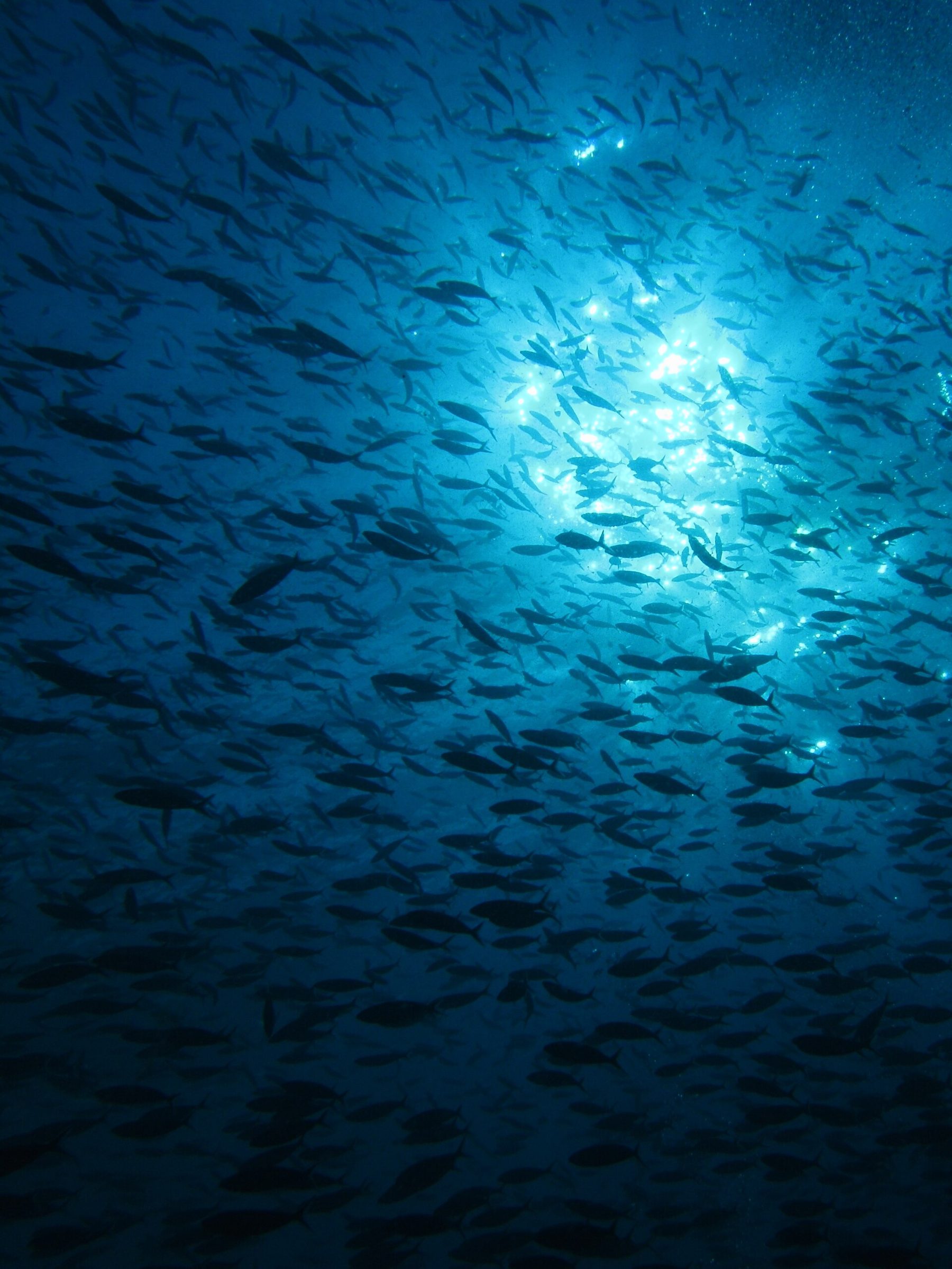 Dense silver schools of fish fill the blue water above a rocky reef, with a diver's view upward toward the surface light