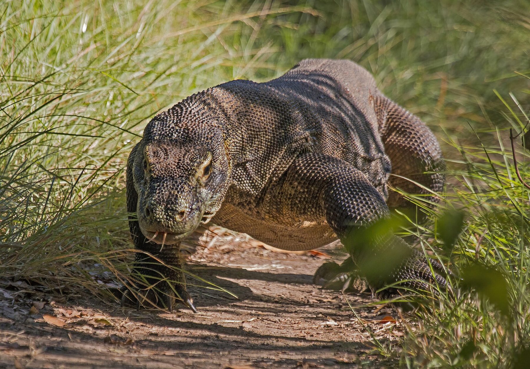 A Komodo dragon walking across open dry ground on Rinca, tongue out, scaled skin in full sun