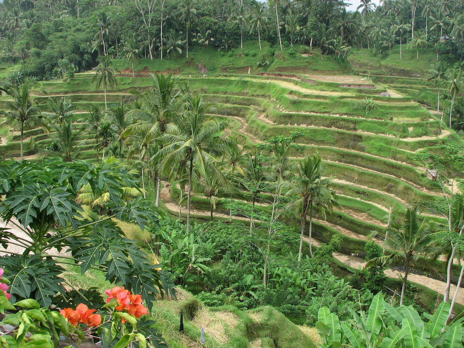 Terraced rice paddies step down a green hillside under palm trees near Tegalalang, Bali