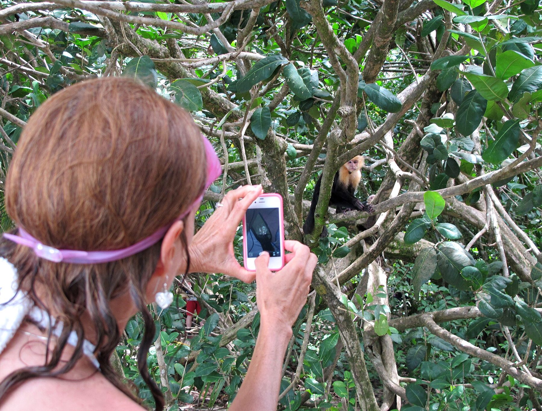 A visitor raises a camera toward a white-faced capuchin monkey perched on a branch in dense green forest