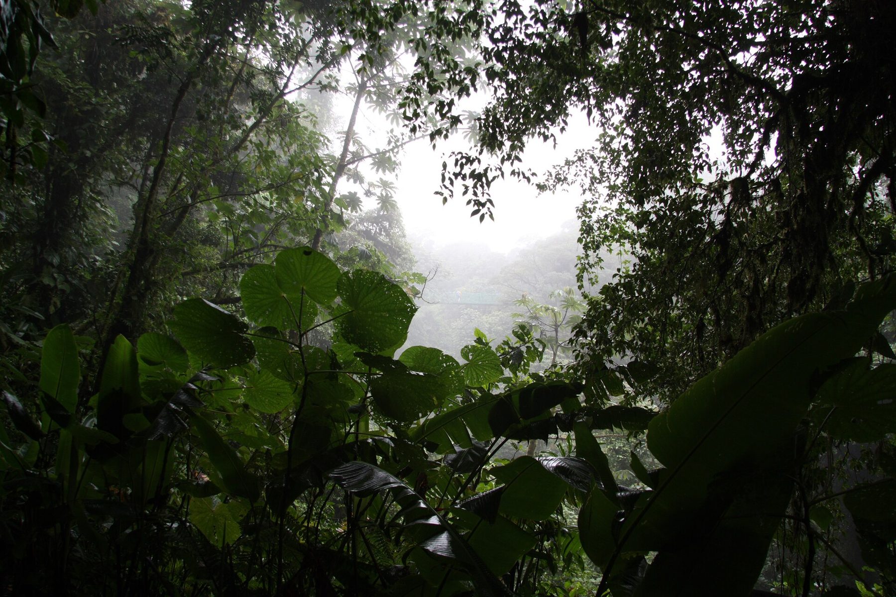 Moss-covered trunks and dense green undergrowth crowd a narrow cloud forest path, with mist hanging between the trees