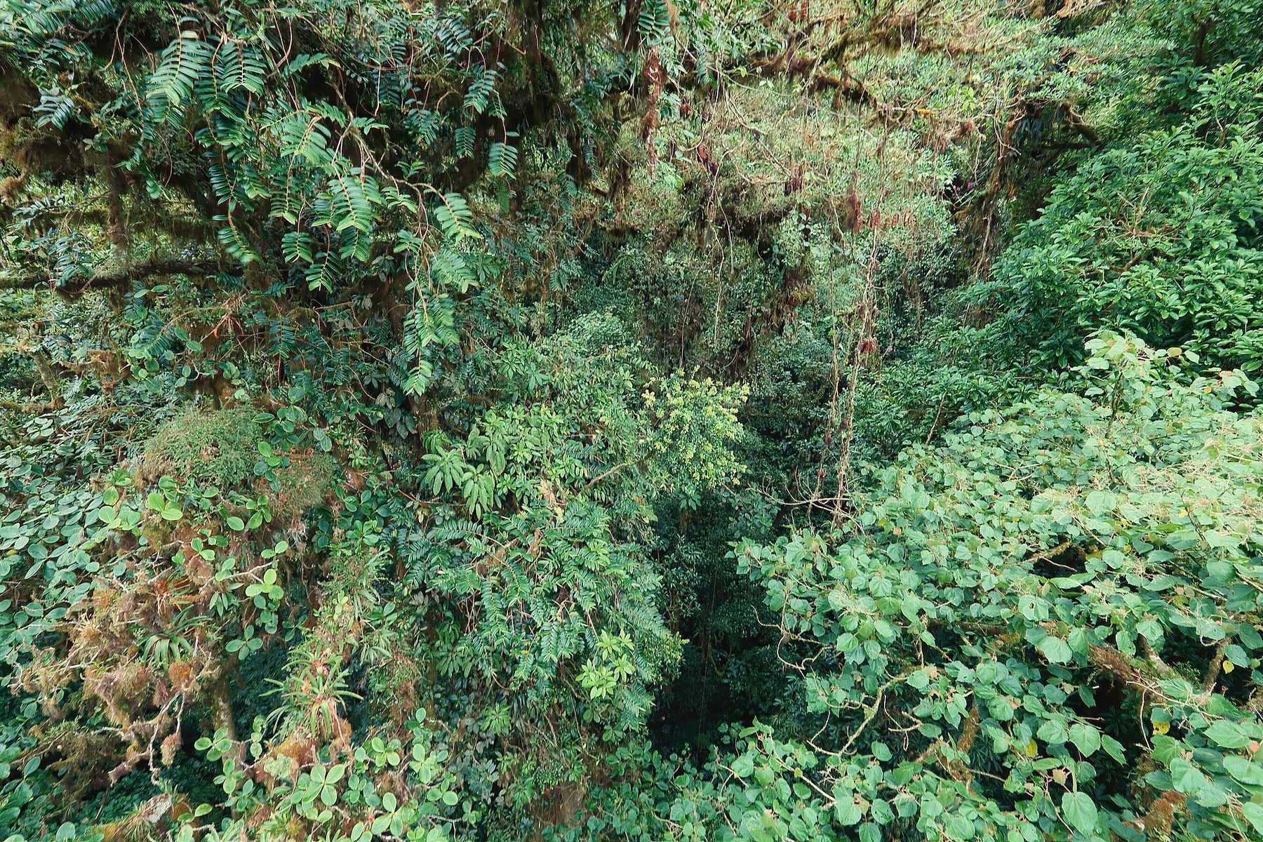 Dense green cloud forest seen from above the canopy on a suspension bridge, the far treetops fading into mist