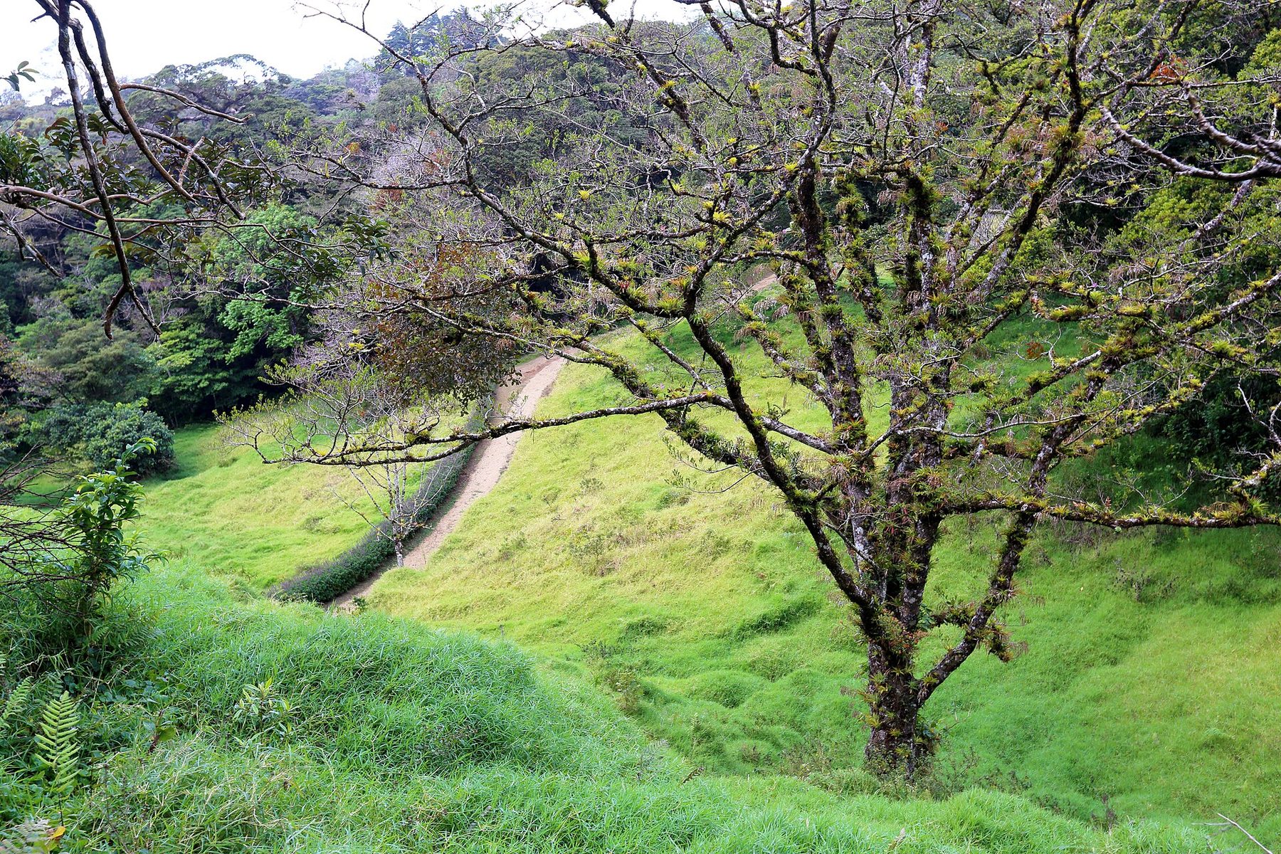 A pale dirt trail curves across a bright green grassy slope beside a broad spreading tree loaded with bromeliads, with dense forest rising behind