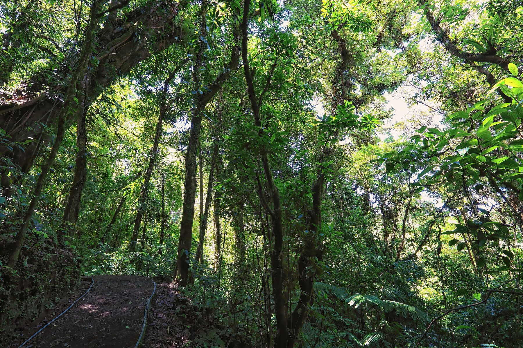 Moss-covered trunks and dense understory inside a cloud forest, light filtering down through the leaves