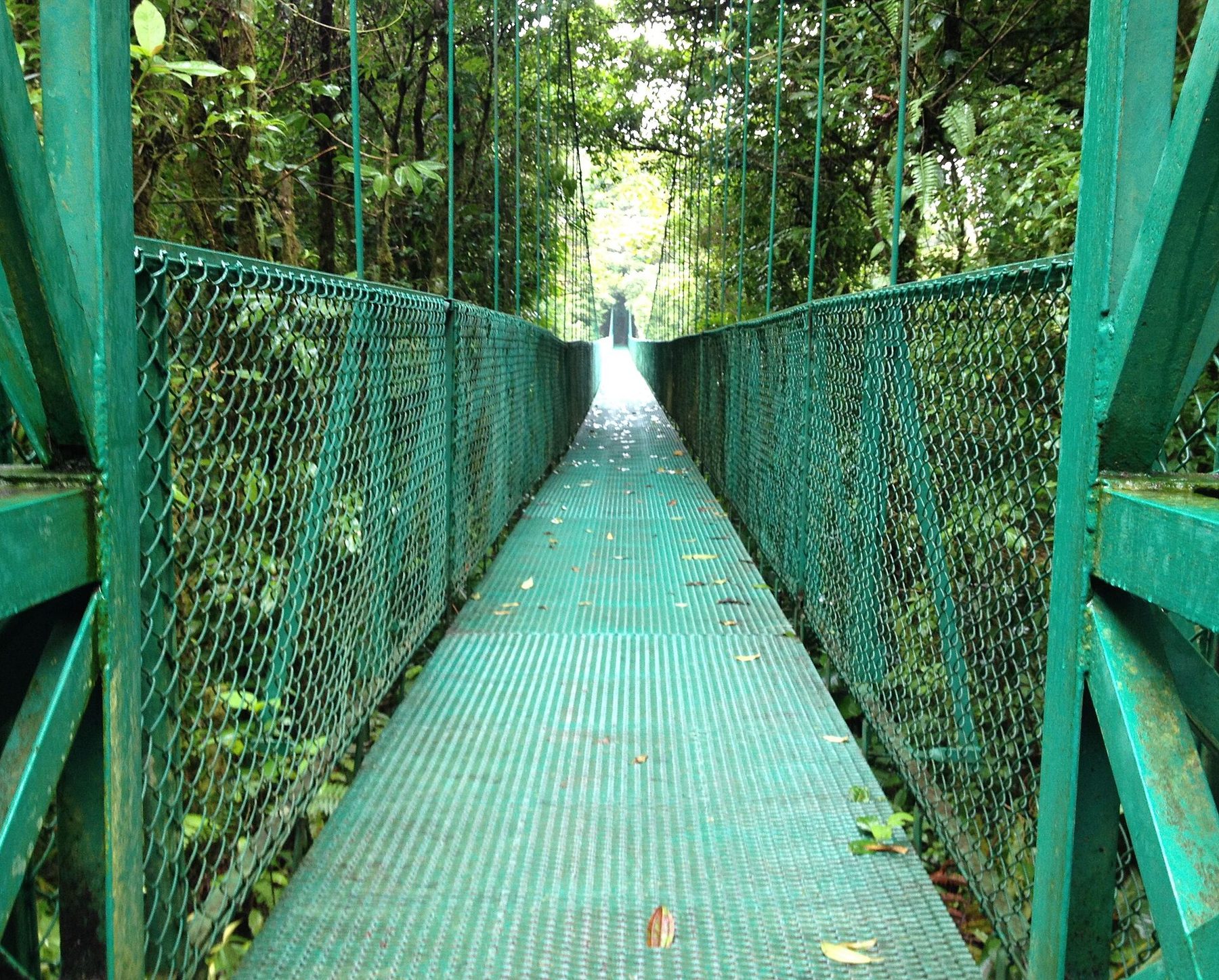 A long steel suspension bridge with wire mesh sides curves through dense green cloud forest canopy