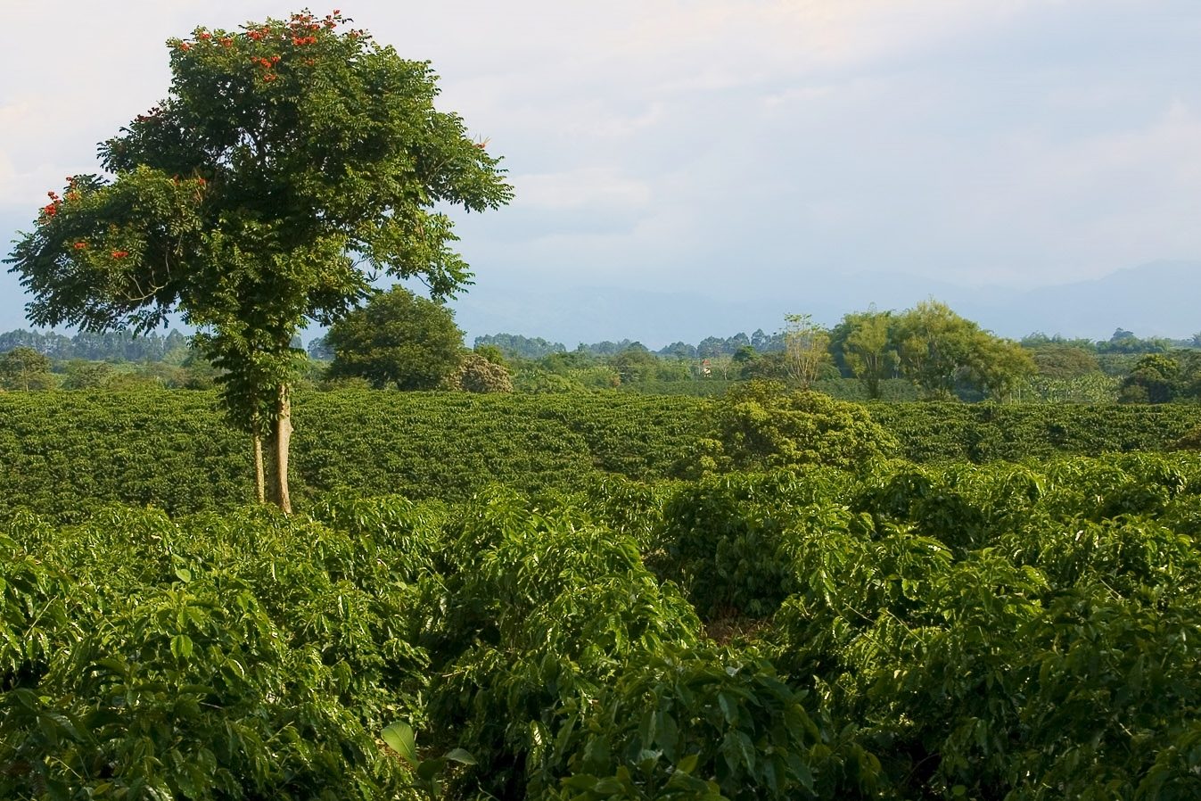 Rows of coffee shrubs on a steep green hillside with banana plants and farm buildings among them.