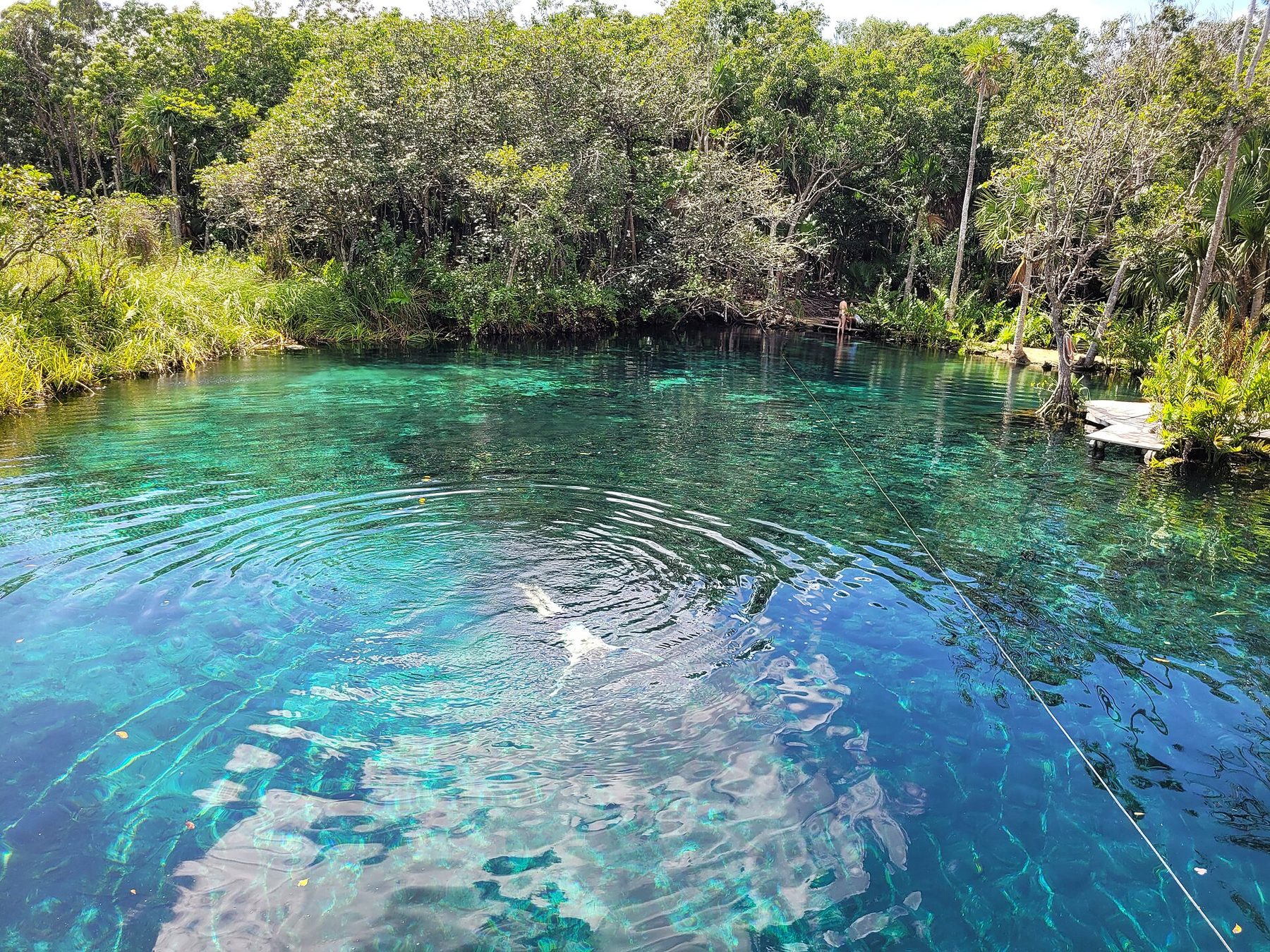 A swimmer in the clear open water of a jungle cenote, limestone and trees at the rim