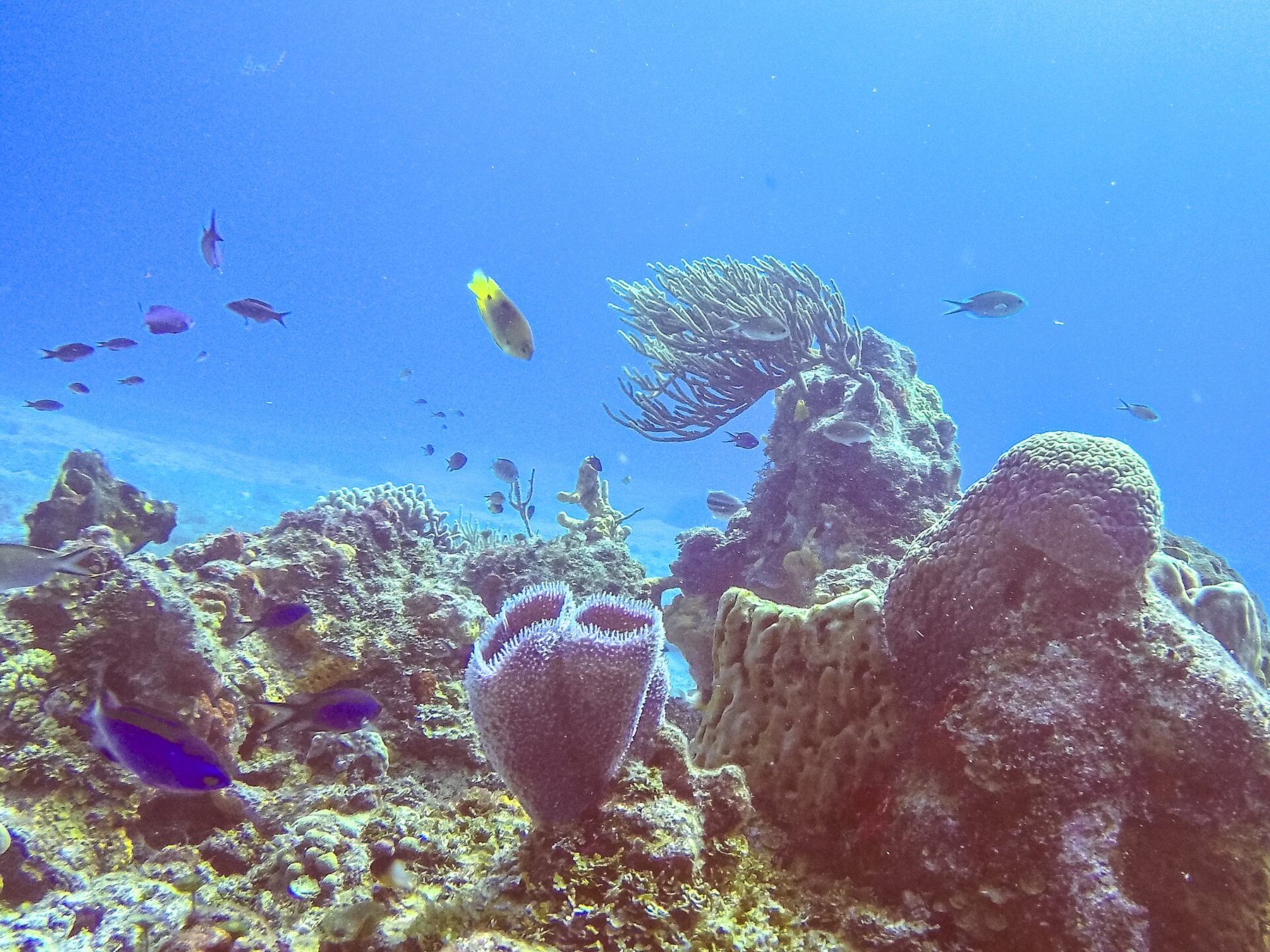 A coral reef of hard and soft corals drops away into blue water, with small fish above the reef top