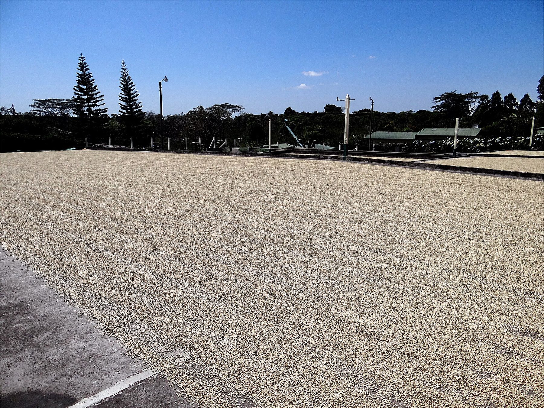 Coffee beans spread in a thin layer over a wide concrete patio drying in bright sunlight