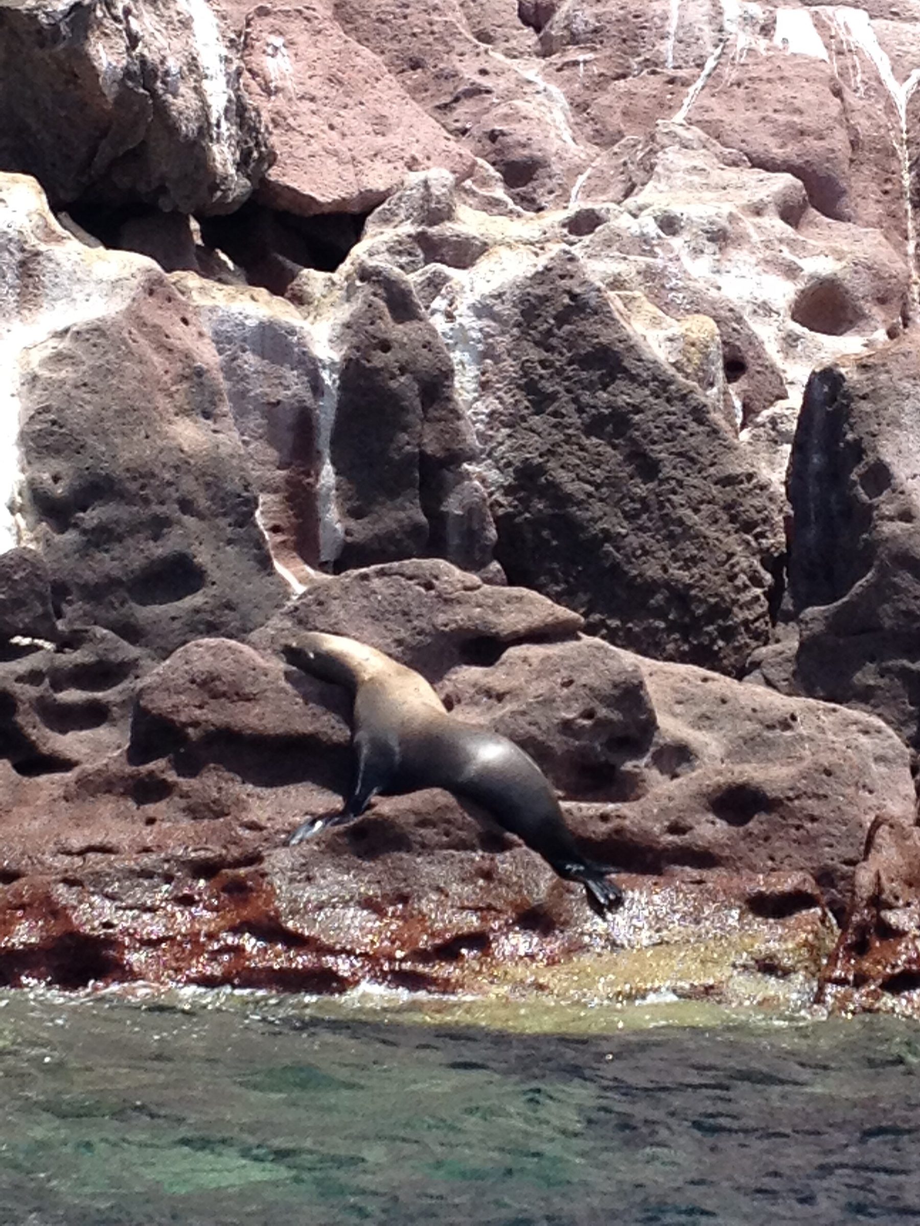 A sea lion lies on a ledge of pale rock at the waterline, head raised and turned to the side, away from the camera, with green water behind it