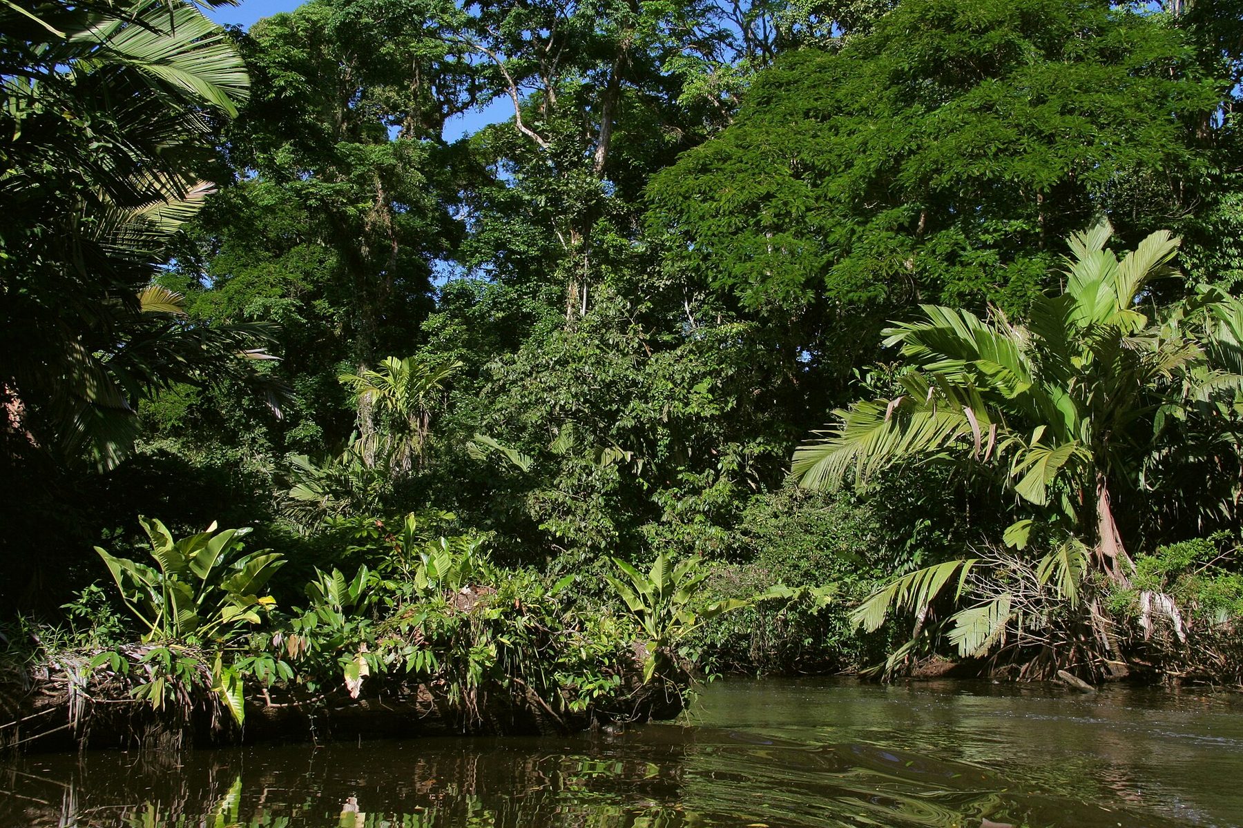 A narrow rainforest waterway lined with palms and dense green vegetation in Tortuguero National Park