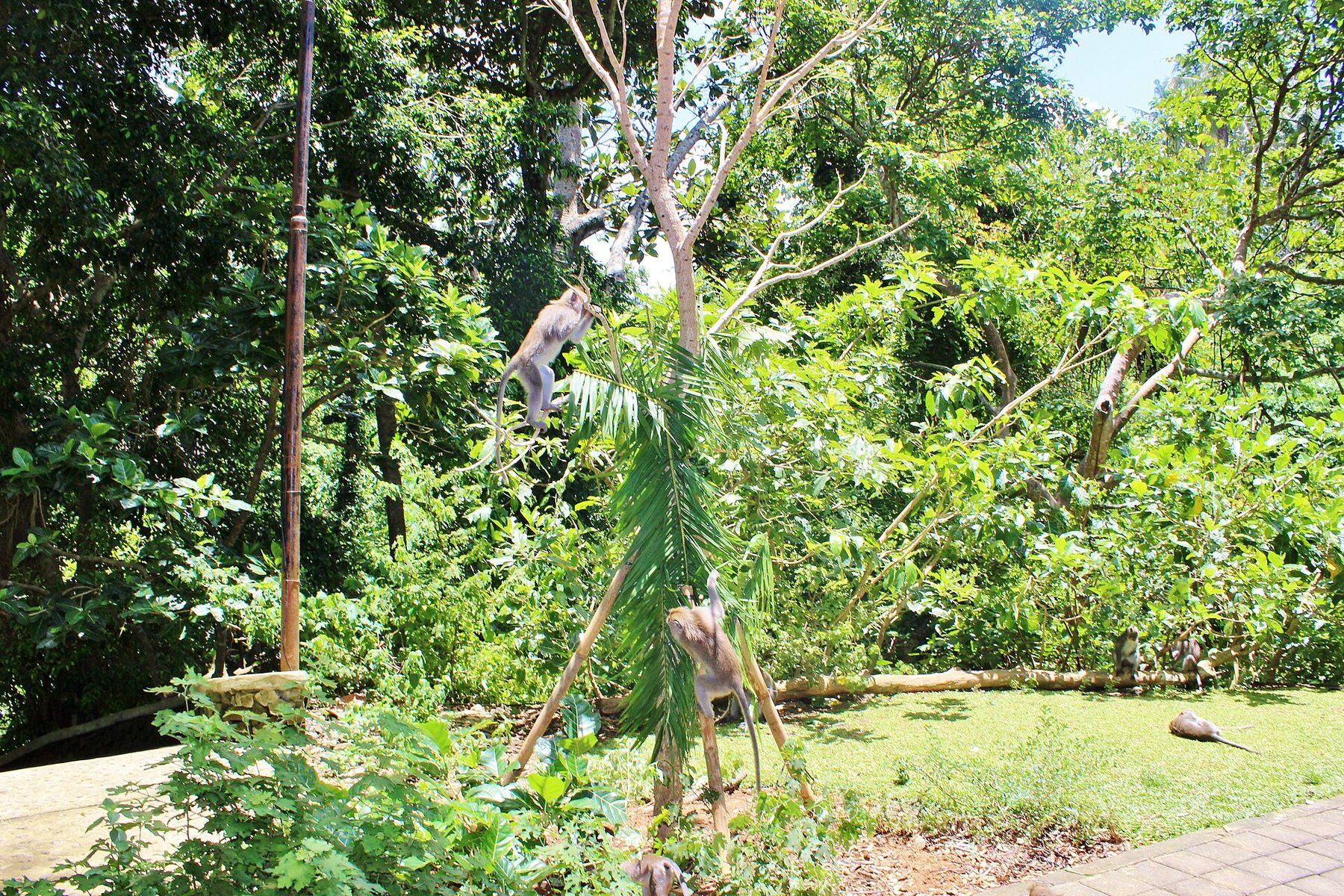 Two long-tailed macaques climb a young palm and a bamboo pole in bright sun at the Monkey Forest in Ubud, with more macaques on a fallen log and the lawn behind and a paved path at the edge