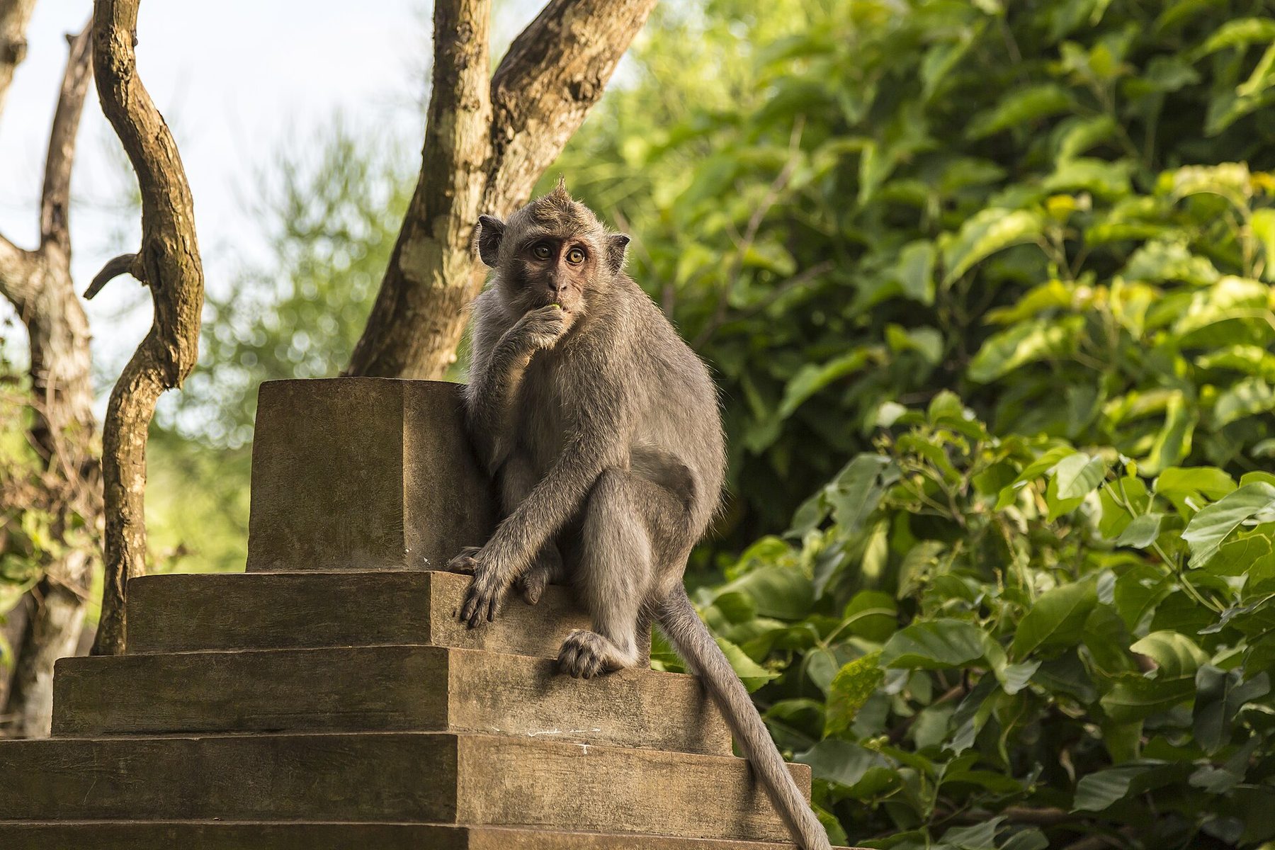 A long-tailed macaque sitting on a rocky ledge at the cliffs of Pura Luhur Uluwatu with vegetation behind it