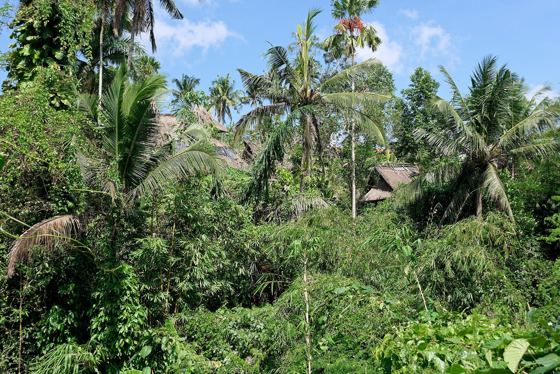 Dense green forest canopy on a steep slope above a river valley on the western edge of Ubud, seen from a road cut into the hillside