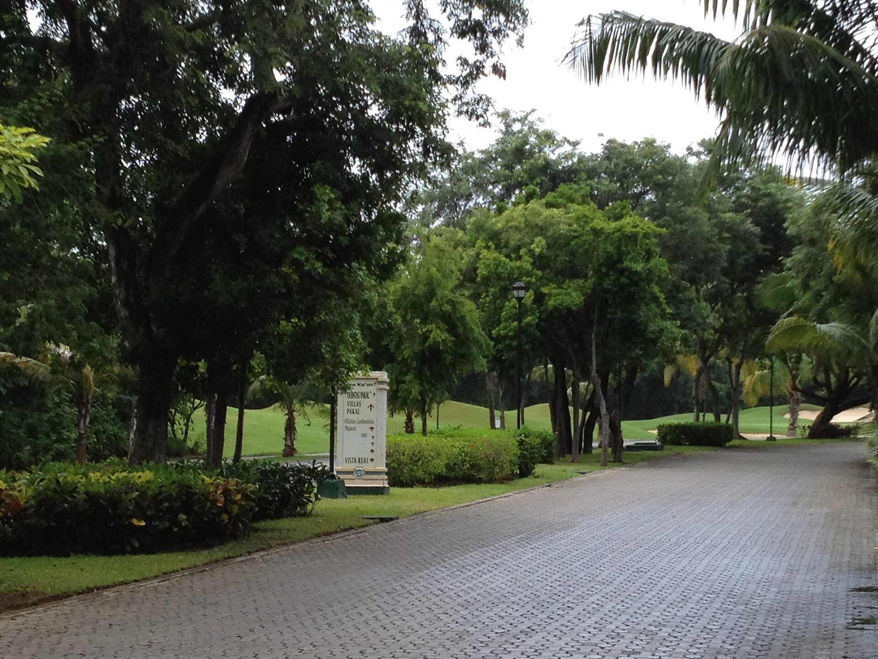 A wide empty residential street curving between mown verges and low walls under palms and tall trees