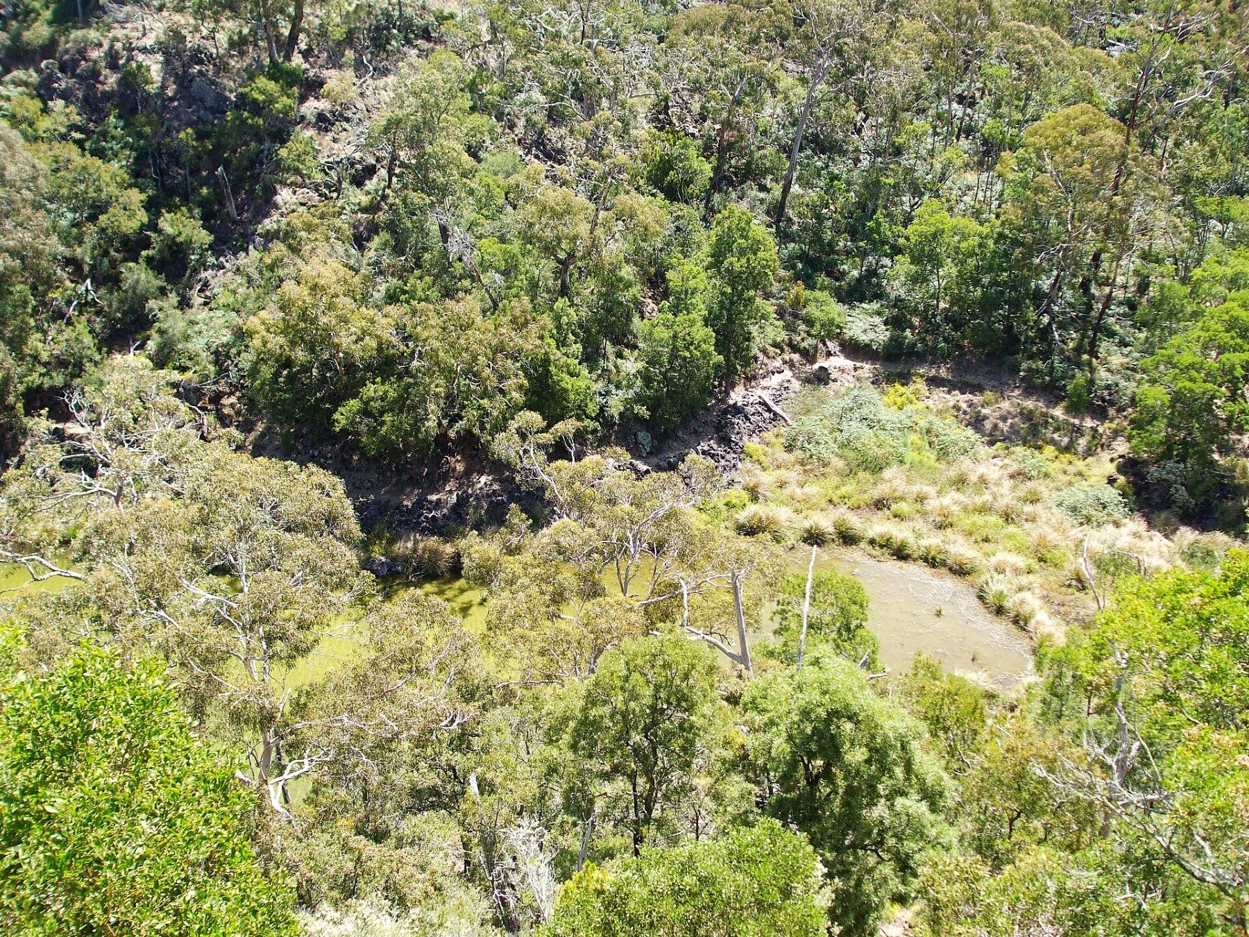 Dense vegetation and water photographed in Budj Bim National Park